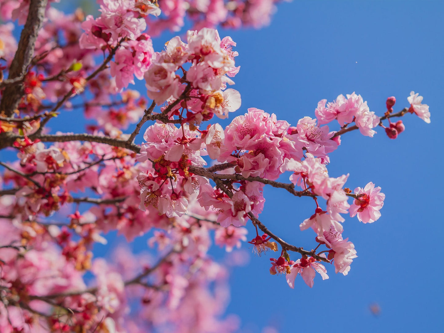 Japanese Cherry Blossom - ROOM SPRAY