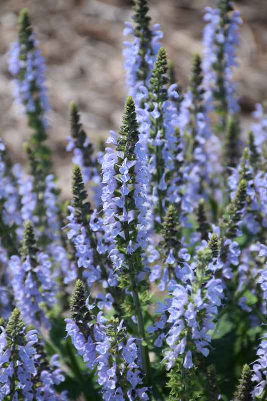 Sage Sticks - Blue Sage - 4" Sustainably Harvested