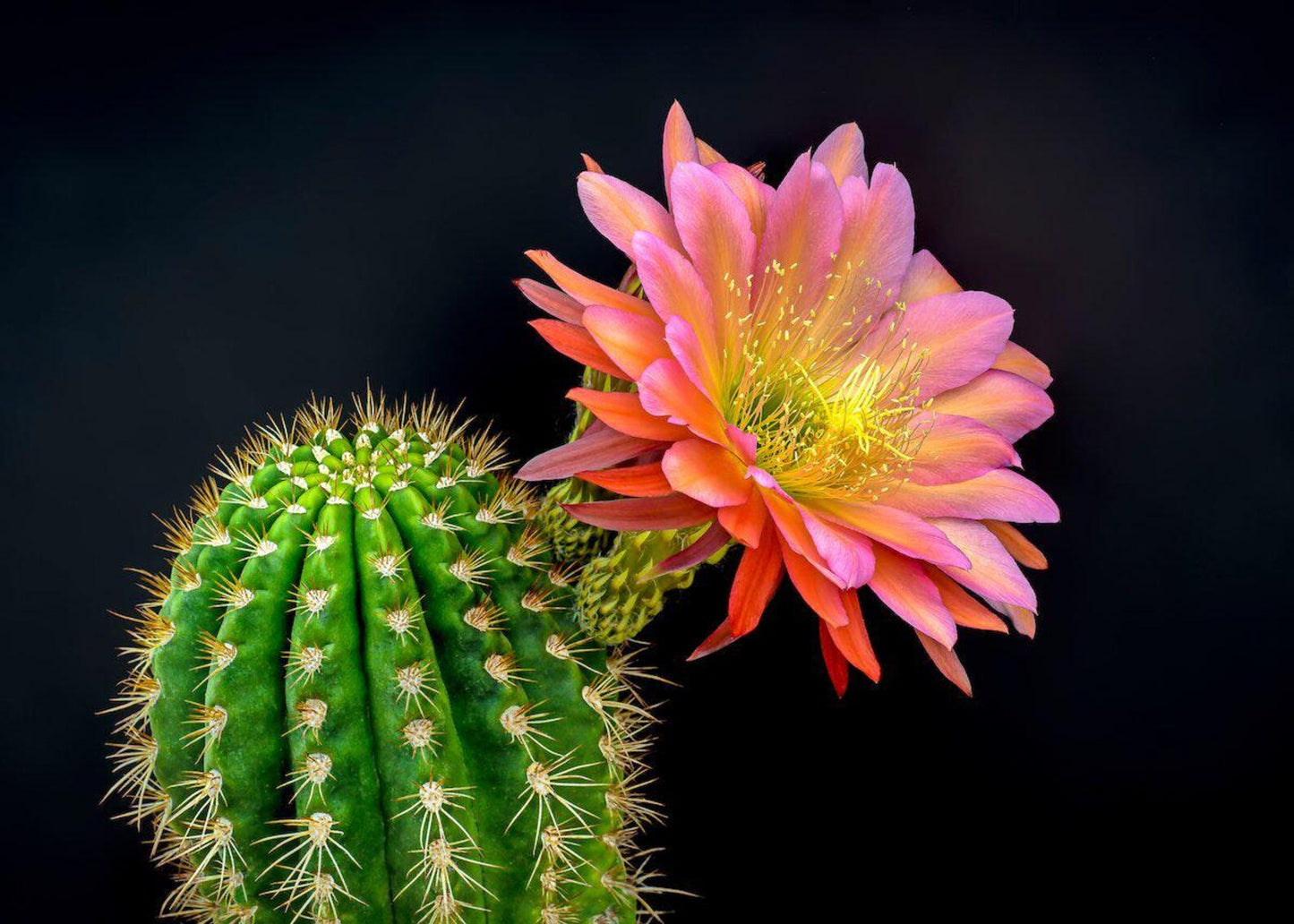 LUNA - Room Spray & Reed Diffuser - CACTUS FLOWER & JADE